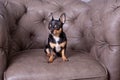 Mini black beige white chihuahua on grey sofa. black brown white chihuahua. A pet is sitting at home on the couch Royalty Free Stock Photo