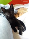 Mini black cat yers 2016 sweet Royalty Free Stock Photo