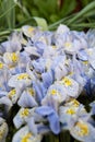 Mini blue iris in the flower bed in the botanical garden Royalty Free Stock Photo