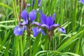 Mini blue Irises on a green grass natural background. Summer mood. Beautiful purple flowers of iris in the meadow Royalty Free Stock Photo