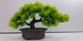 Mini Bonsai decorative plants