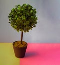 mini bonsai style plant on a background