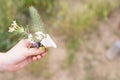 Mini bouquet of wildflowers