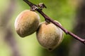 mini brazilian peach, brazil peach on tree, fruit in nature, spot focus