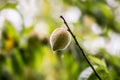 mini brazilian peach, small fruit on branch, alone, brazil peach on tree, fruit in nature, spot focus