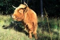 Mini breed cows Scottish Highlander also called the Highland Cow Royalty Free Stock Photo