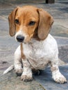 Mini brown and white dachshund puppy