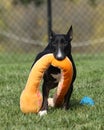 Mini bull terrier carrying his stuffed toy