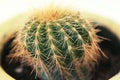 Mini Cactus Macro