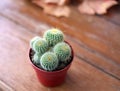 Mini Cactus Nature Time