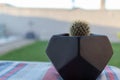 Cactus close up in a black vase