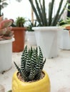 The mini cactus plant, Haworthia attenuata, is like a zebra-colored mini aloe vera