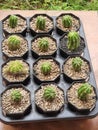 Mini Cactus Plants / Tanaman Kaktus Royalty Free Stock Photo