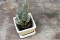 Mini cactus in the small pot on the wooden floor. Top view