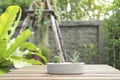 Mini cactus in stone pot with lath table.