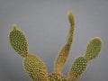 Mini cactus suculent on a grey backround