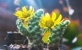 Mini cactus whit yellow flowers