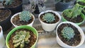 Mini Cactus in white pot sukulen Royalty Free Stock Photo