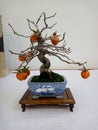 Mini Caqui bonsai in pot on wooden table Royalty Free Stock Photo