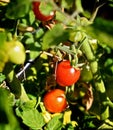 Mini cherry tomatoes vine Royalty Free Stock Photo