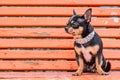 Animal, pet. Mini Chihuahua dog in a white collar with spikes on an orange bench