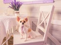 Mini Chihuahua puppy of white color with red on a chair at home. Purebred small dog