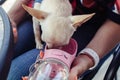 A mini chihuahua sits on the lap of its owner and drinks water from a dog drinker. Pet care concept. Portable container for water