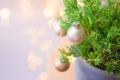 Mini Christmas tree from fresh green potted cypress decorated with white pearl balls golden lights garland. New Years eve