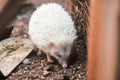 The mini cinnicot porcupine