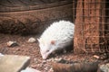 The mini cinnicot porcupine