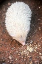 The mini cinnicot porcupine