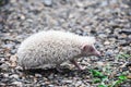 The mini cinnicot porcupine