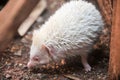 The mini cinnicot porcupine