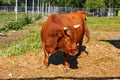 Mini cow Dexter Royalty Free Stock Photo