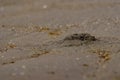 Mini crab hole on beach