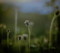 Mini cute flower in mountain