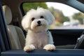 mini cute maltese bichon dog sitting at back of car ready for travel AI generated
