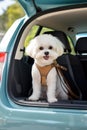 mini cute maltese bichon dog sitting at back of car ready for travel AI generated