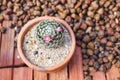 Mini cute mammillaria with blooming pink flower in brown cray pot.