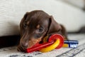 Mini dachshund puppy chewing on a red key toy