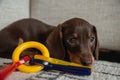 Mini dachshund puppy nibbling on a yellow key toy