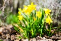 Mini dafodill in bloom, spring is here