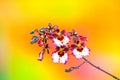 Mini dark pink white oncidium twinkle orchids on soft, blurry background