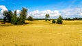 The mini desert of Beekhuizerzand on the Veluwe in the Netherlands Royalty Free Stock Photo