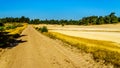 The mini desert of Beekhuizerzand on the Veluwe in the Netherlands Royalty Free Stock Photo