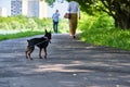 Mini Doberman stands on the asphalt color