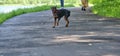 Mini Doberman stands on the asphalt color