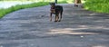 Mini Doberman stands on the asphalt color