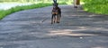 Mini Doberman stands on the asphalt color