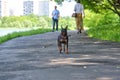 Mini Doberman stands on the asphalt color